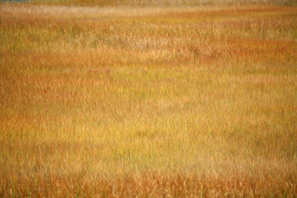 GrassOne